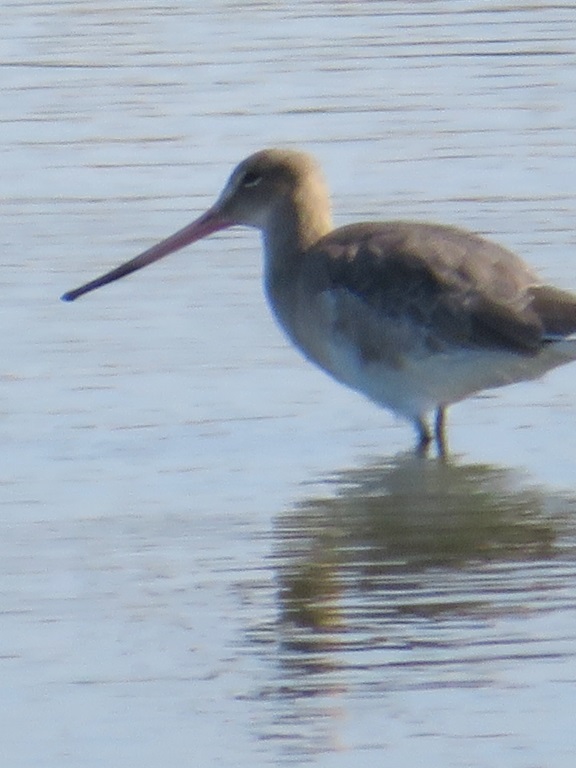 Cley Marshes - Limosa lapponica?