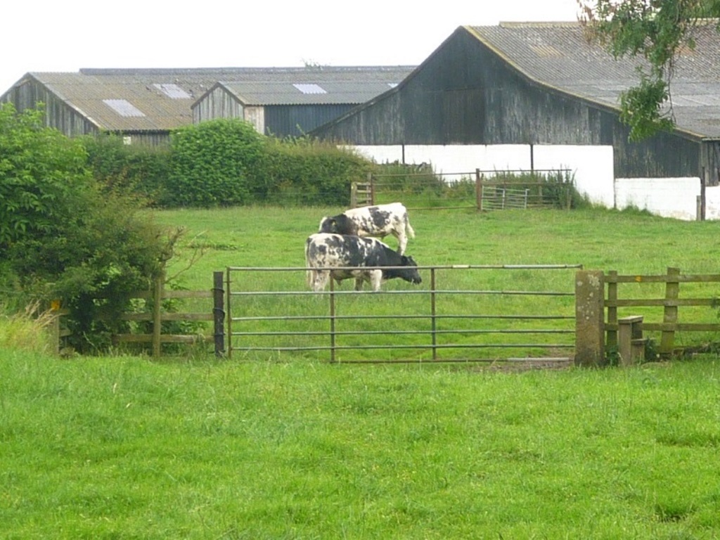 Near East Holme Farm - Cows in a Field